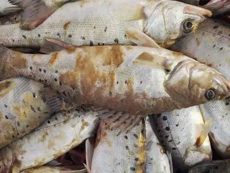 深秋水霉來襲，避開這三顆雷