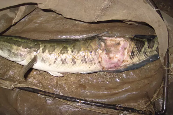 水反底生魚爛身，需解毒增氧內(nèi)服