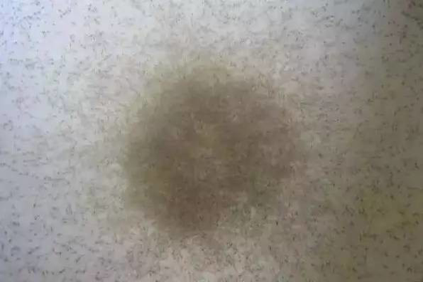 苗不成功、成活率低、長不大的原因很可能是這個