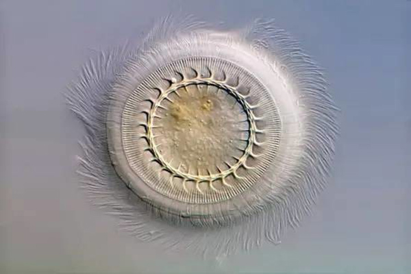 草魚寸片“白嘴白尾”、死亡嚴重？謹防車輪蟲病